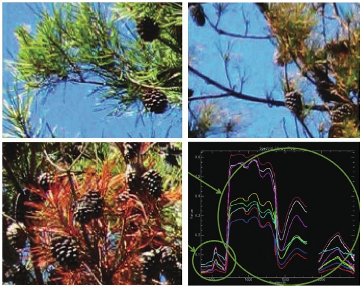 卫星遥感数据是怎样获取的？如何从中提取有用信息？